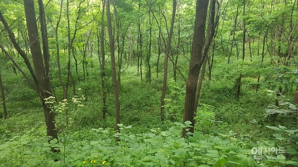 춘천국유림관리소 밀원수 우수조림지 근경
