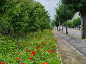 원주 광중·고교 도로변 아름다운 꽃길로 변신