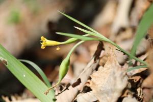 따뜻한 남부 희귀식물 ‘노랑붓꽃’, 봉화에서 최초 자생지 발견