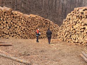 태백국유림관리소, 소나무류 취급업체 및 화목사용농가 일제 점검