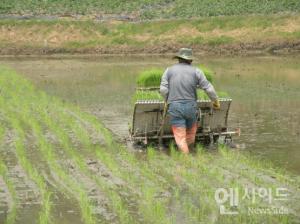 양구 친환경농업 위한 우렁이농법 지원 사업 완료