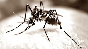 강원도 "일본뇌염 매개 모기인‘작은빨간집모기’"발견