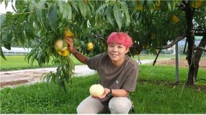 원주 청년 농업인 ‘세븐셀렉트 허니복숭아 에이드’ 출시 화제!