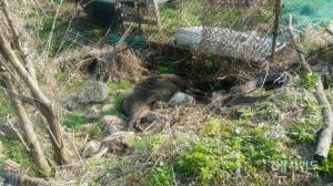 야생멧돼지 아프리카 돼지열병 또 검출…방역 ‘빨간불’