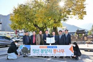 “정선 봉양리 뽕나무” 2022년 자연유산 지정 기념행사 개최