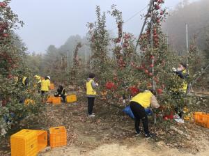 홍천군 일자리경제과, 농가 일손돕기 참여