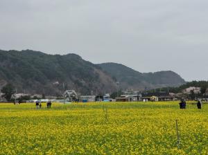 강릉시 벚꽃축제 · 삼척시 유채꽃축제 기차여행