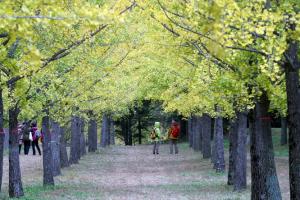홍천 가을명소‘홍천 은행나무숲’무료개방