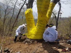 태백국유림관리소, ‘참나무시들음병’ 확산 방지작업 끈끈이 롤트랩 설치